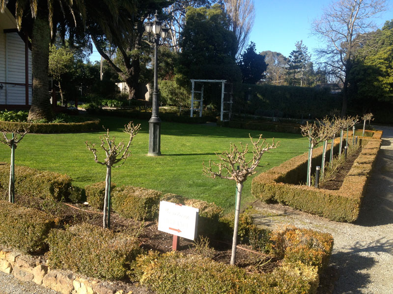 Gallery Abcal Garden Property Maintenance Rose Pruning